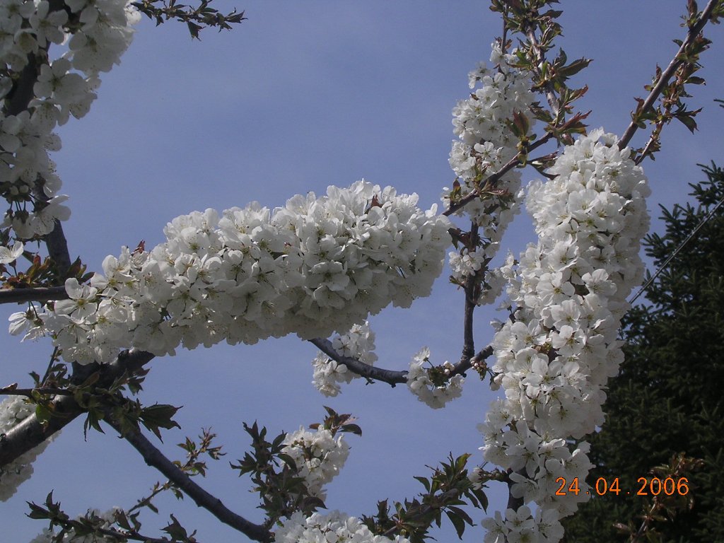 Ciliegio - Cherry flowers